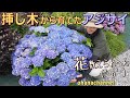 挿し木から育てたアジサイが！(ﾟДﾟ)花、数えられへん💦過去のアジサイの挿し木や、寄せ植え、大まかな1年の育て方と、今年の開花の様子