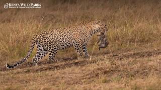 What is the True Leopard Cub Survival Rate in the Wild?