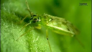 Nesidiocoris para control biológico de Tuta absoluta y mosca blanca
