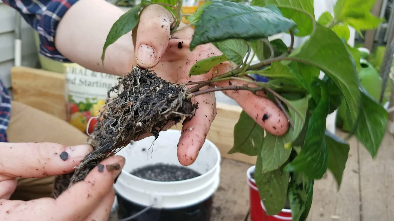How to separate pepper plants without damaging the roots - YouTube