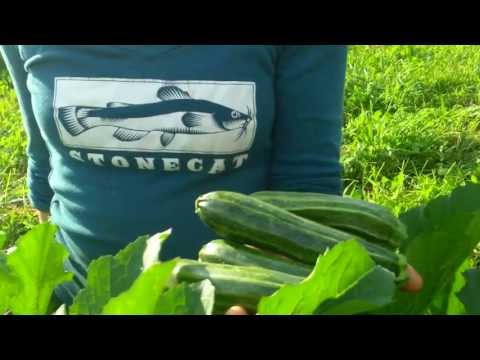 Organic Zucchini Seeds