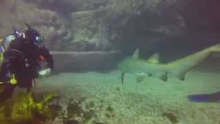 Diving at Magic Point - Sydney