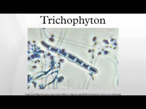Video: Trichophyton rubrum harada tapılır?