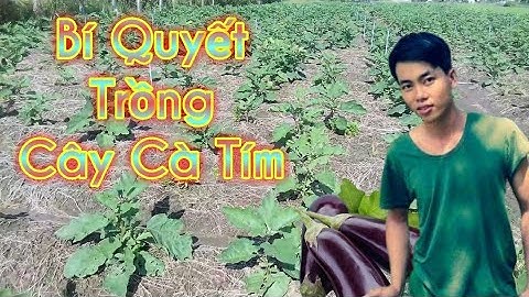 bí quyết trồng cây cà tím | vườn nhà tôi vlog