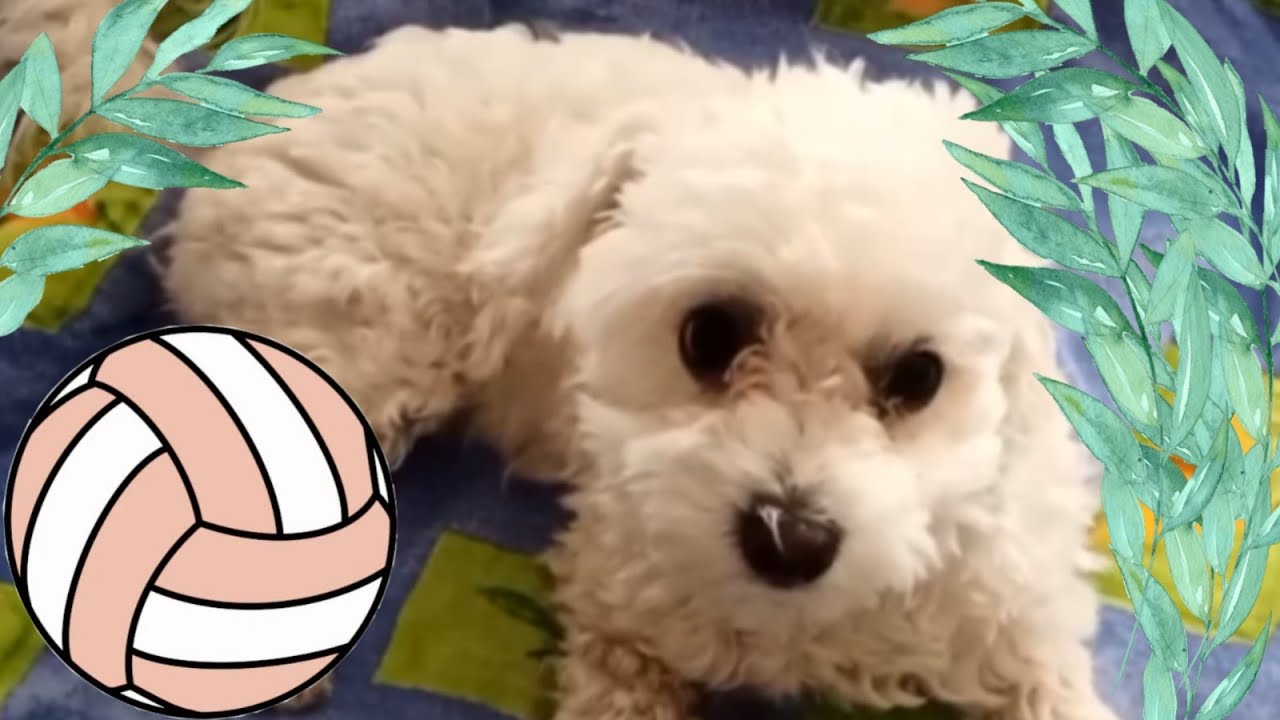 Washing, drying and walking I My dog JESSICA I Cute Maltese Dog YouTube