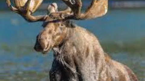 #1 Moose Hunting Mistake, A Tip From The Moose Hunter App