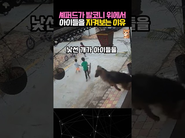 매의 눈으로 아이들을 지키는 저먼 셰퍼드#저먼셰퍼드 #개 #dog