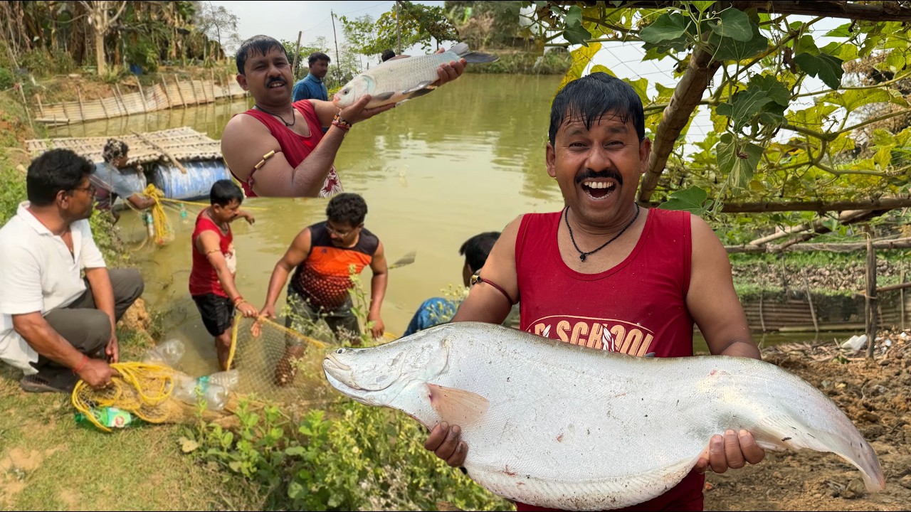 6 KG ওজনের চিতল মাছ ধরলাম পুকুর থেকে | পুকুরে মাছ ছাড়া আমার সার্থক ||