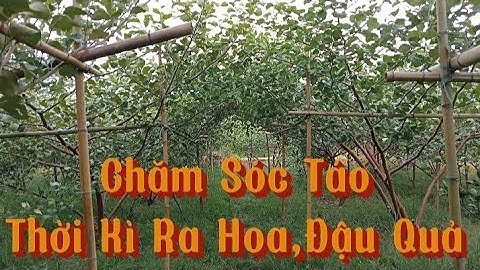 Những Điều Cần Biết Khi Táo Ra Hoa ,Đậu Quả.Bón Phân,Phun Thuốc Cho Táo