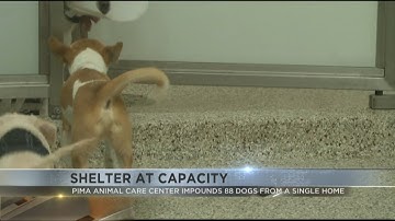 PACC impounded 88 dogs from one single home