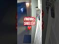 Bird Hides Under Porch Roof During Heavy Rain — Caught on CCTV 🐦🌧️❤️