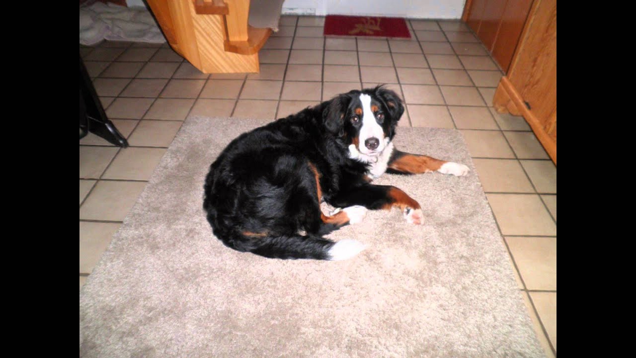 süßer Hund YouTube