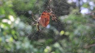 Spider Wraps a Freshly Caught Moth in the Amazon Rainforest