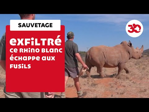 Vidéo: Un Chasseur De Trophées Importera Des Parties Rares Du Corps D'un Rhinocéros