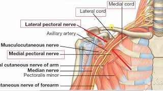 Axillary Artery Parts