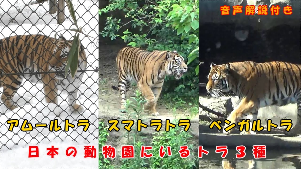 動物解説】日本の動物園で見られるトラ（音声解説付き） - YouTube
