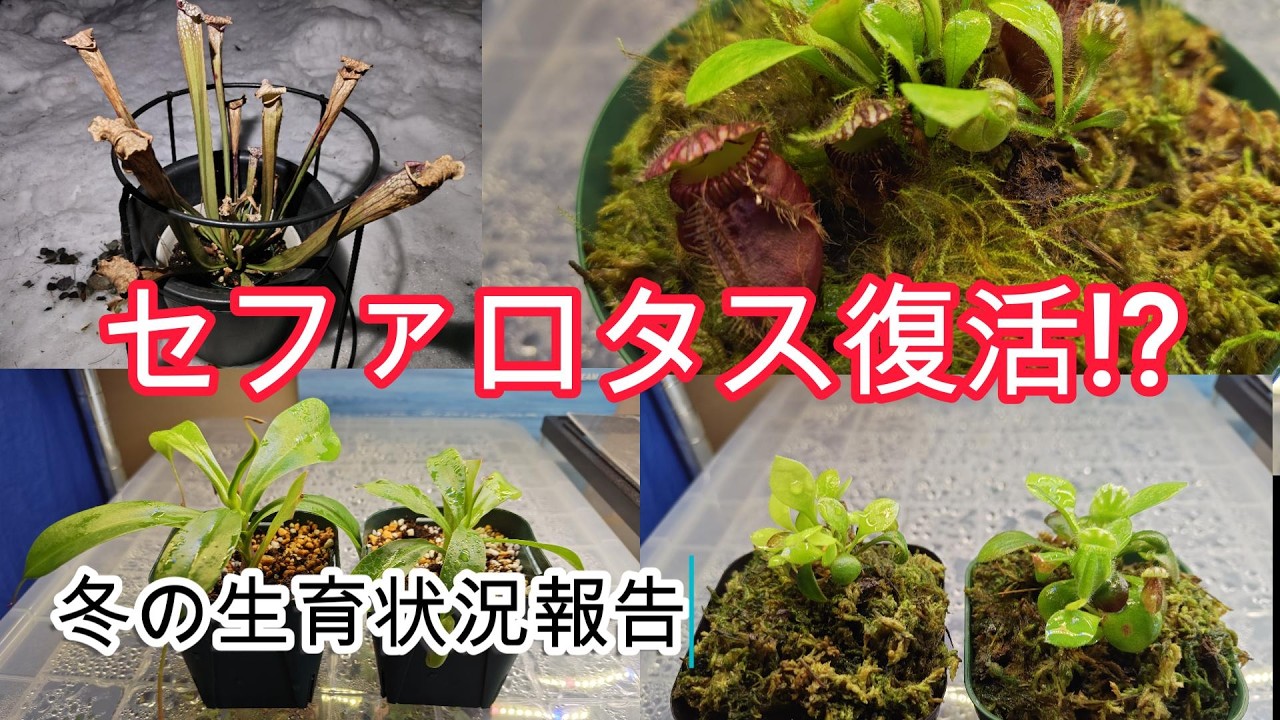 セファロタスが復活!?　レウコフィラは休眠中　冬の生育状況をお見せします‼