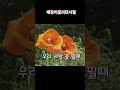 애정이꽃피던시절  #나훈아  철없이 매다리던