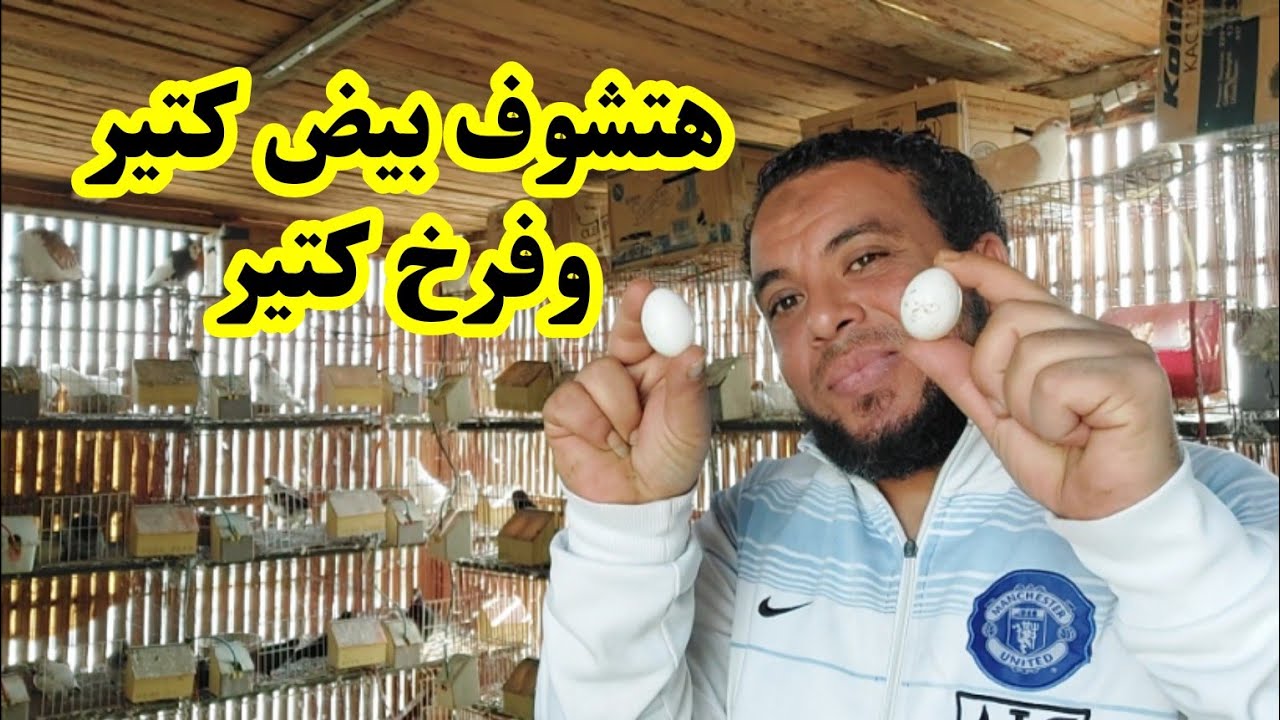 عندك مشاكل بتحصل في البيض بتعاني مشاكل في الفرخ والإنتاج هقولك إيه الحل