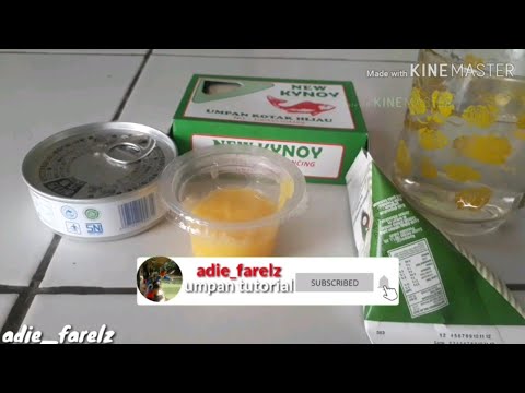 Umpan harian/kilo gebrus ikan mas umpan dadakan
