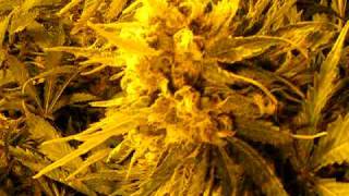Blue Dynamite and a few Afgoo. Girl Grower