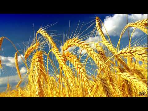 Край березок и ромашек (фрагмент). Муз. и сл. Арины Чугайкиной