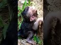 なかなか助けてくれない母猿