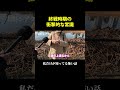 終戦時期の常識 飛行機が見えたら #怖い話 #不思議な話 #戦時 #街頭インタビュー #未明シアター