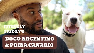 FitBully Friday's: Dogo Argentinos & Presa Canario's