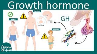 Growth hormone | Somatotrophin | regulation of growth hormone secretion Physiology  | USMLE