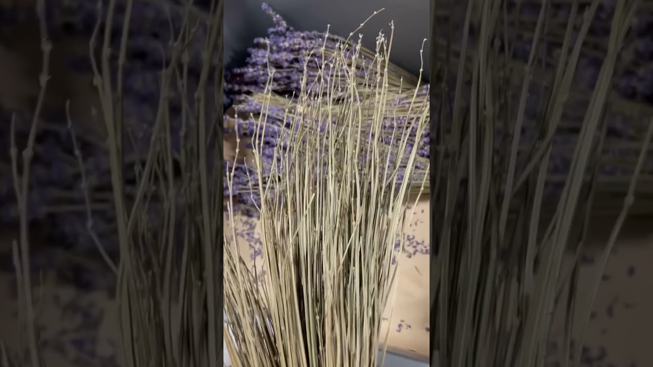 REMOVING LAVENDER BUDS 💜