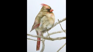 Watercolor Timelapse - Northern Cardinal (female)