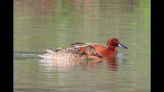 Common Goldeneye, Bufflehead, Ruddy Duck, Cinnamon Teal, Red tailed Hawk