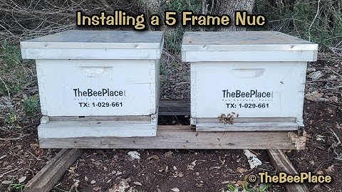 Installing a Queen Right 5 Frame Nuc into a 10 Frame Hive Box