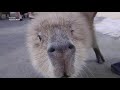 Capybaras Have the Most Beautiful Voices. Syu Sings to Meカピバラは最も美しい声を持っていますSyuは私に歌います水豚擁有S唱給我的最美麗的聲音
