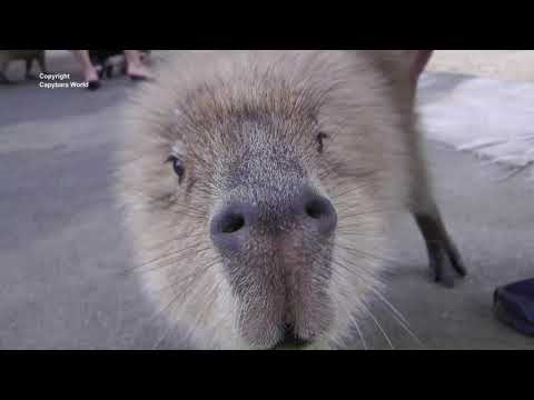 Video: Capybara Je Dlouho Očekávaná Níže Zpožděna Na Neurčito