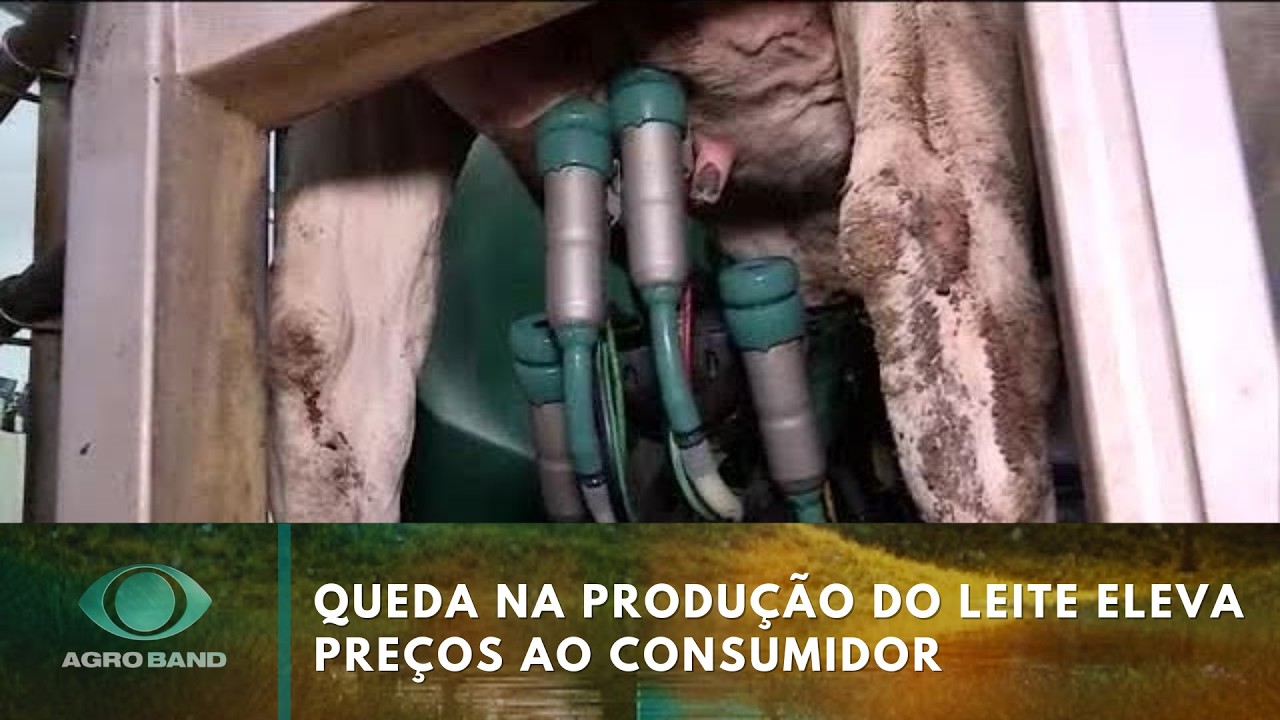 Queda na produção do leite eleva preços ao consumidor | Agro Band