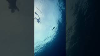 ohhhh yesss, perfect day out on a FAD (Fish attracting device) #sushi #fish #spearfishing