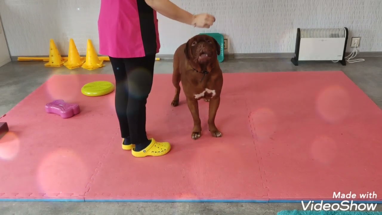 Rehabilitace po operaci kolene metodou TPLO