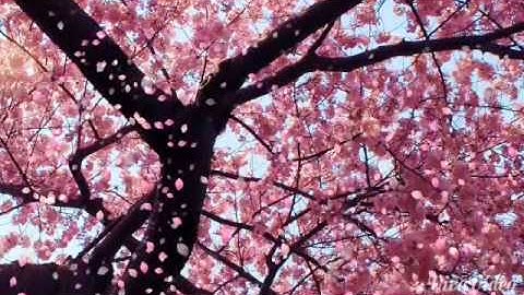 تلاوة خاشعة ومبكية تبعث الطمأنينة والسكون للقلوب