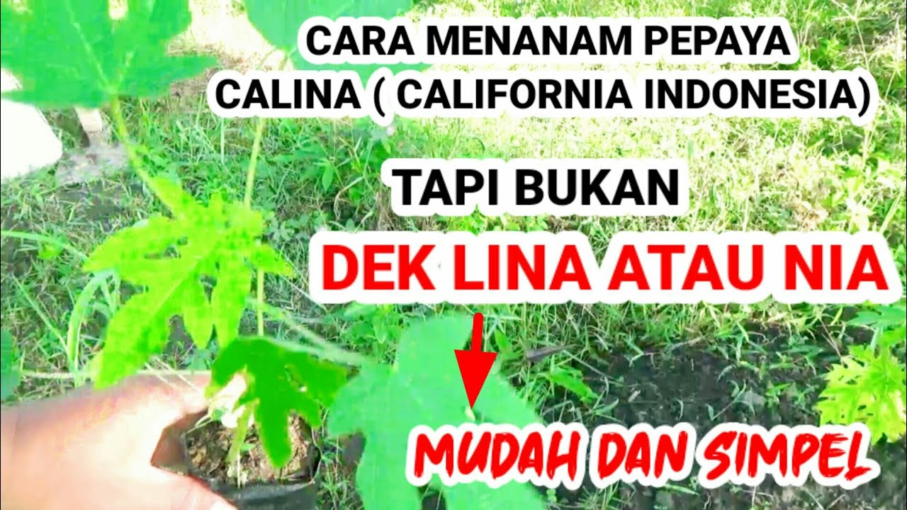 cara menanam pepaya california 