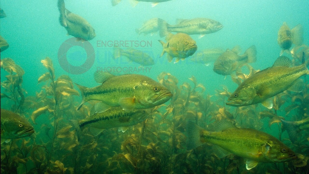 Large School (wolf packs) of Big Bass Feeding on Lake Bottom-Engbretson  Underwater Photography