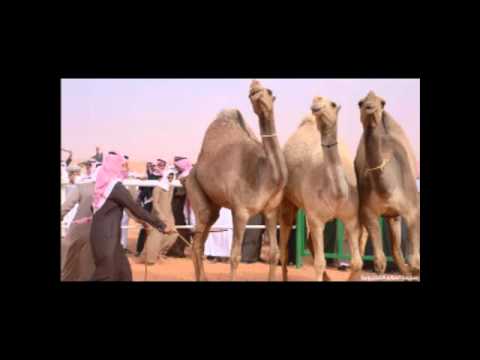 شيله مرحبا ترحيبتن حاتميه