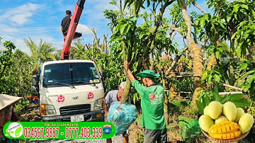 Xoài cát hòa lộc cây lỡ lớn nhanh trái trồng khu sinh thái khu nghỉ dưỡng sân vườn. Vvv