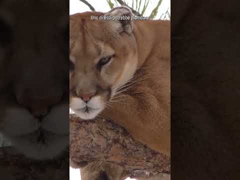 Video: Dove vive il puma in natura?