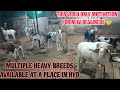 Multiple heavy breeds available at a place in hyd   not for sale a1goatsheep833