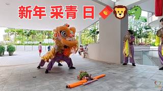 新年 采青日 🧧🦁🐲 plucking green day | 舞狮采青 | 新洋体育会 | #Shinykoh vlog | Singapore 新加坡