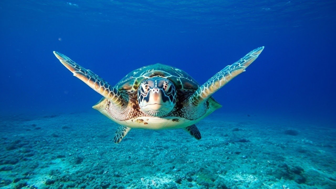 Calm Music to Heal Depression, Mental Health Support • Peaceful Relaxation