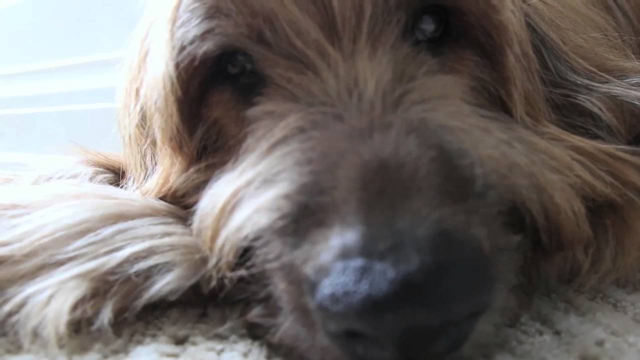 whole blends shampoo for oily hair Cobie & Zach's Freshpet Story