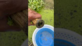 Traditional Fishing In Old Bamboo Traps fishtrap shortsviral